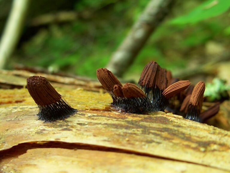 Stemonitis fusca