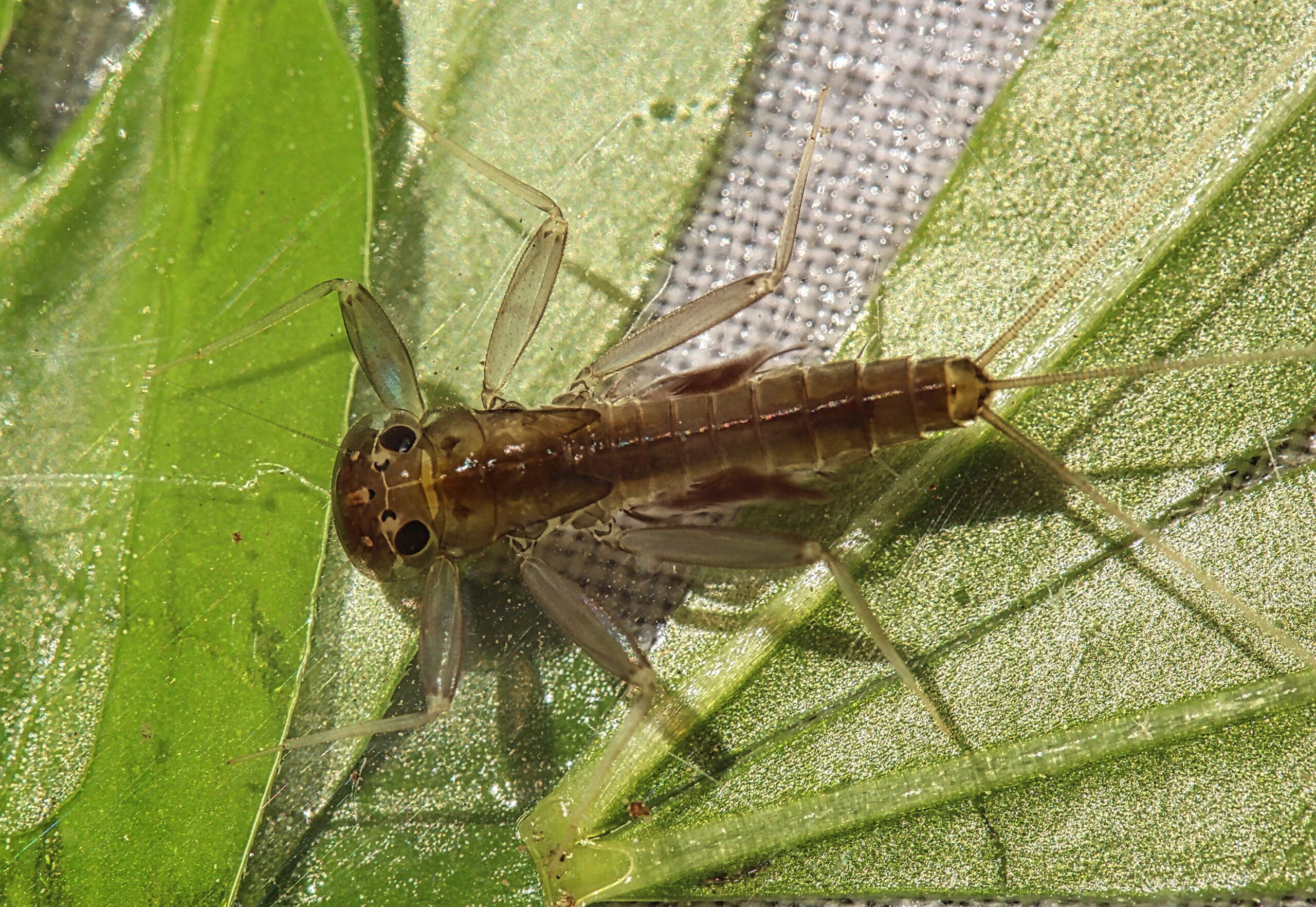 Stenacron carolina