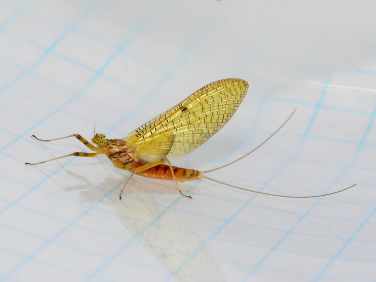 Stenacron interpunctatum