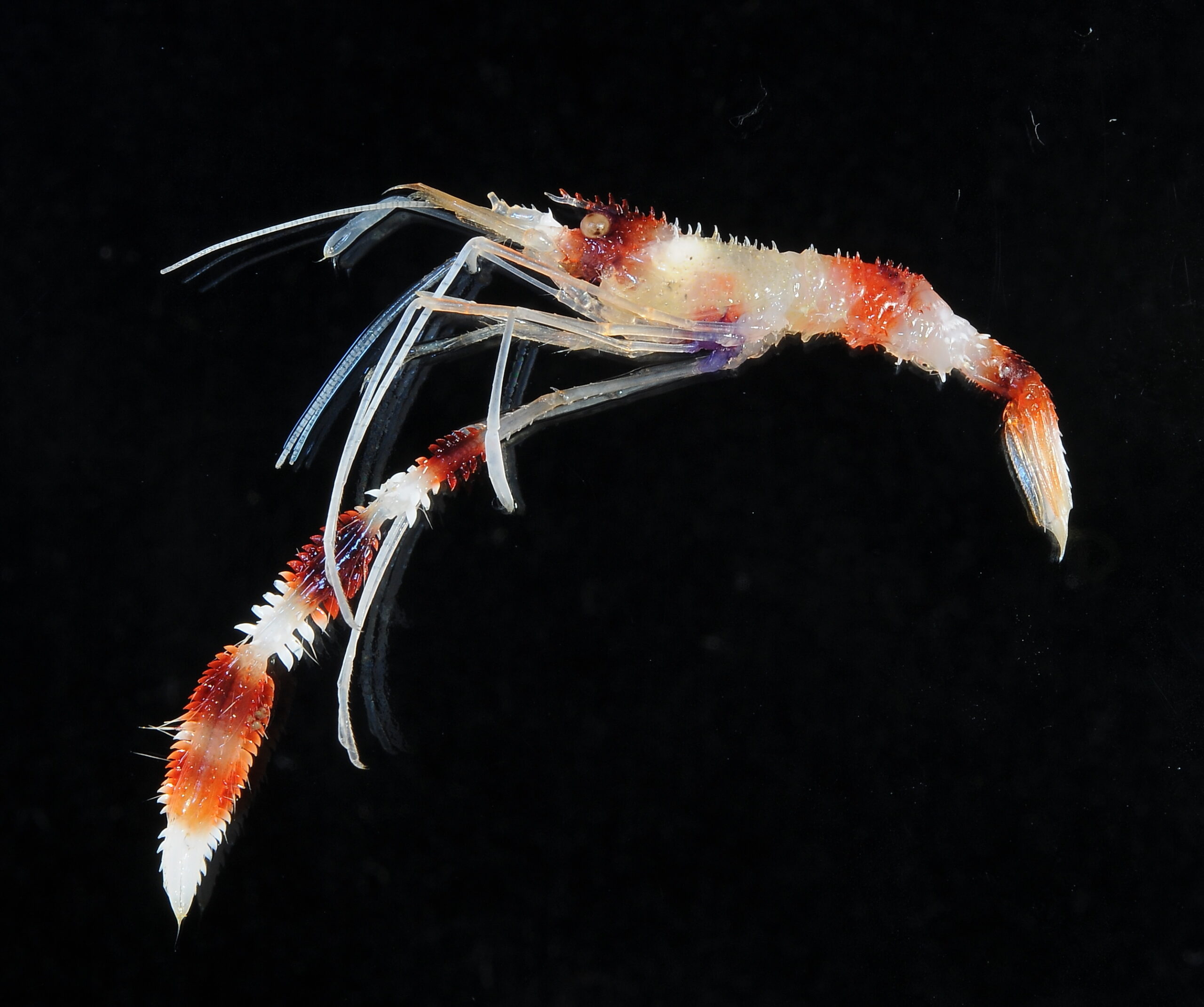Stenopus hispidus (Stenopus hispidus)