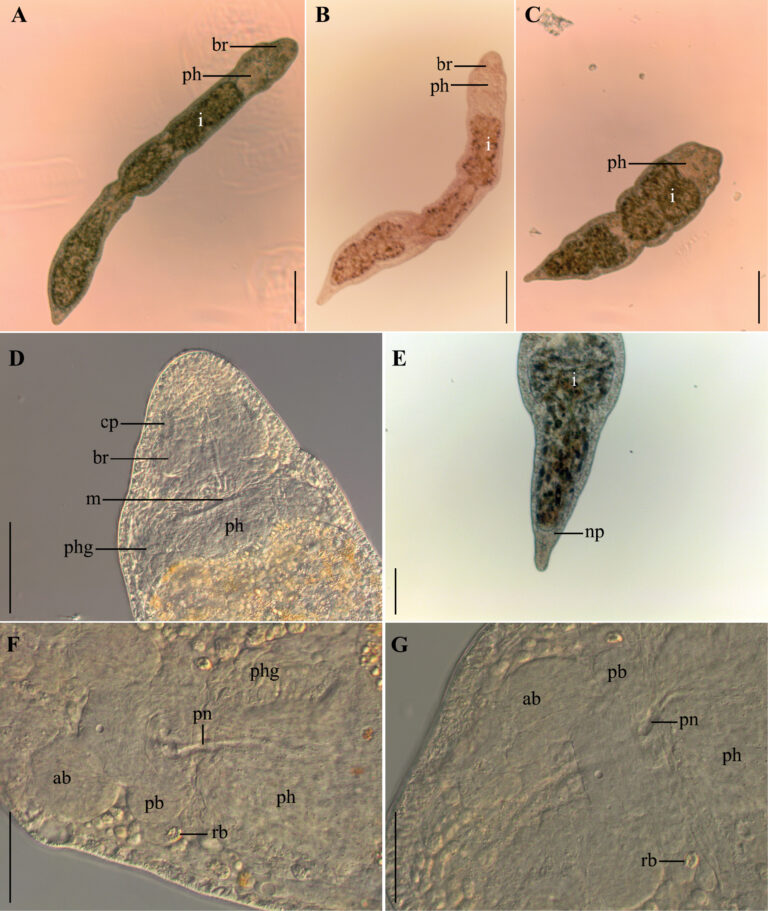 Stenostomum leucops