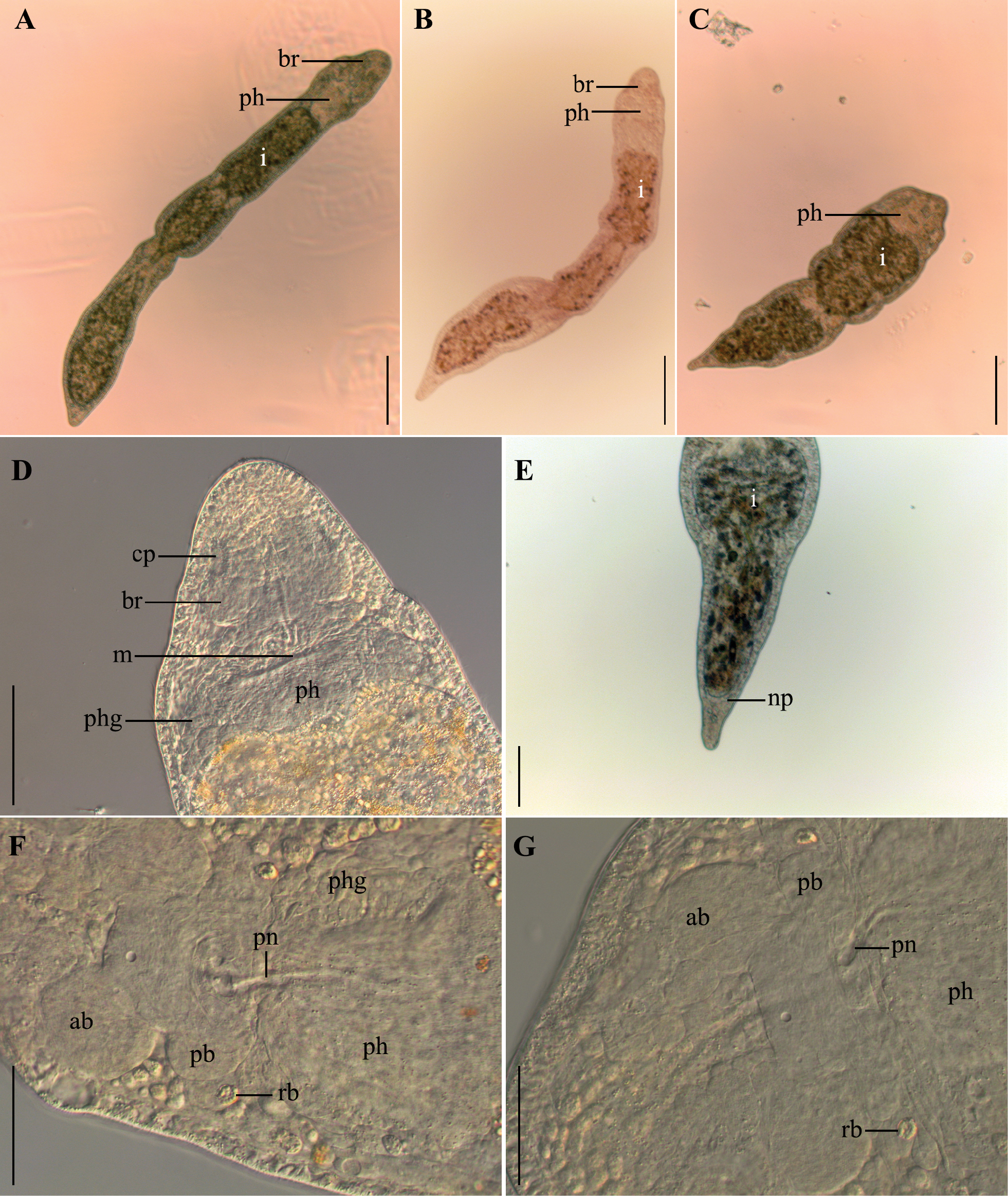 Stenostomum leucops