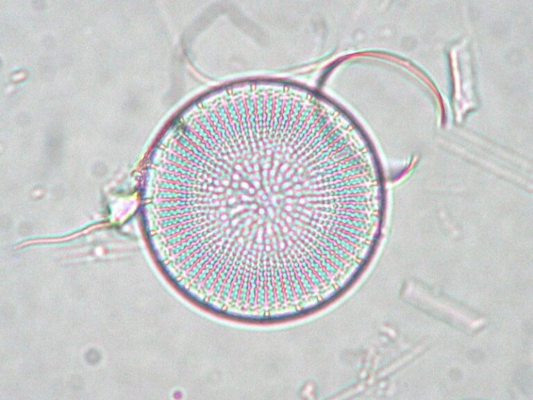 Stephanodiscus neoastraea
