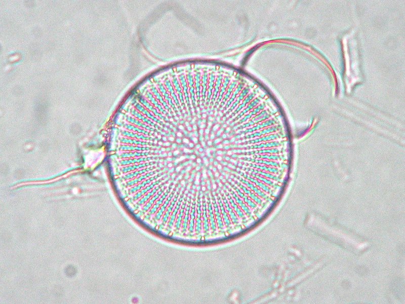 Stephanodiscus neoastraea