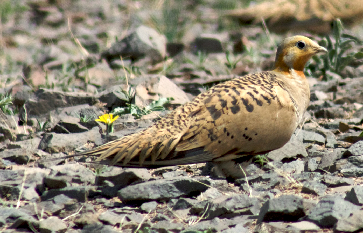stepokur kirgizský (Syrrhaptes paradoxus)