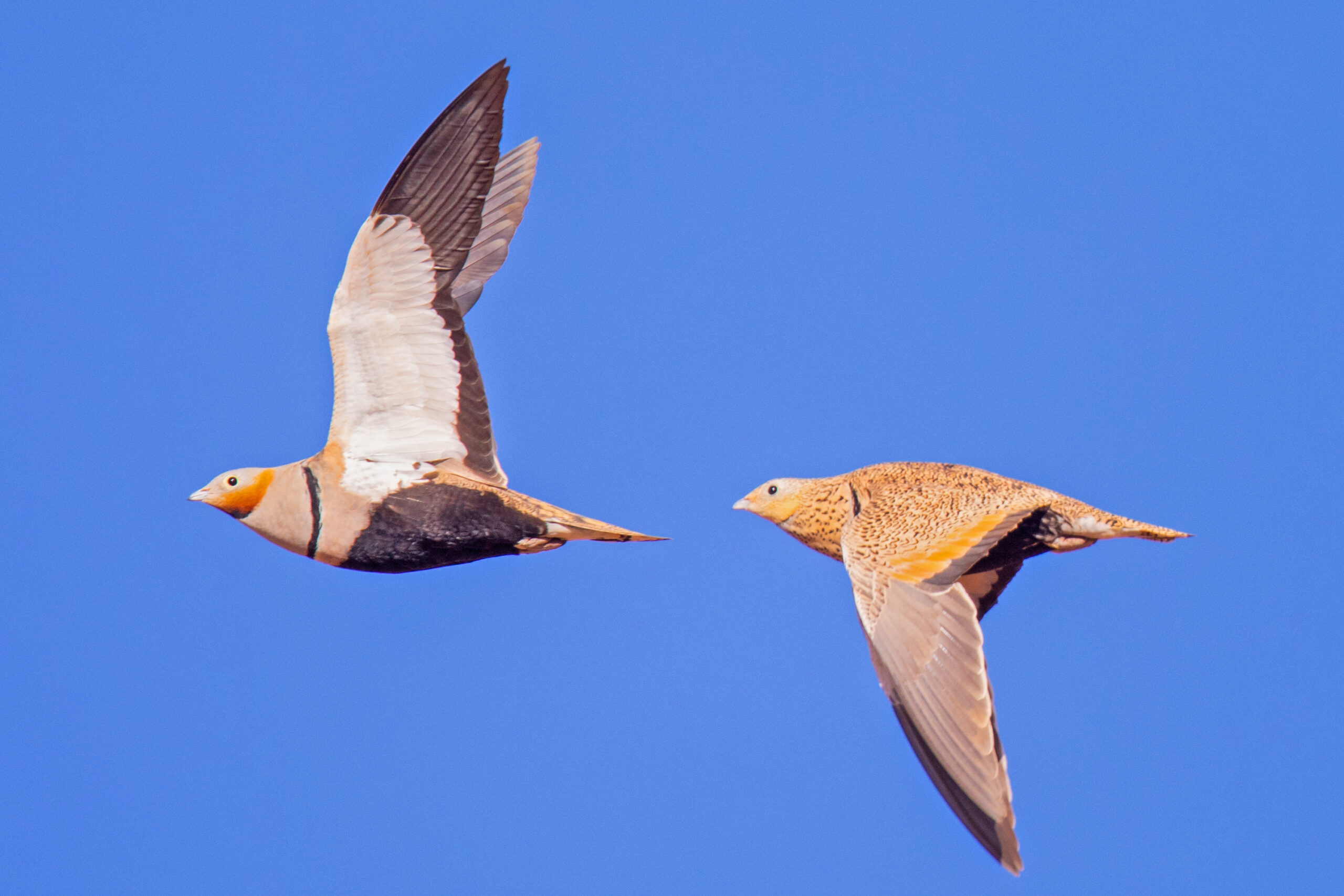 stepokur písečný (Pterocles orientalis)