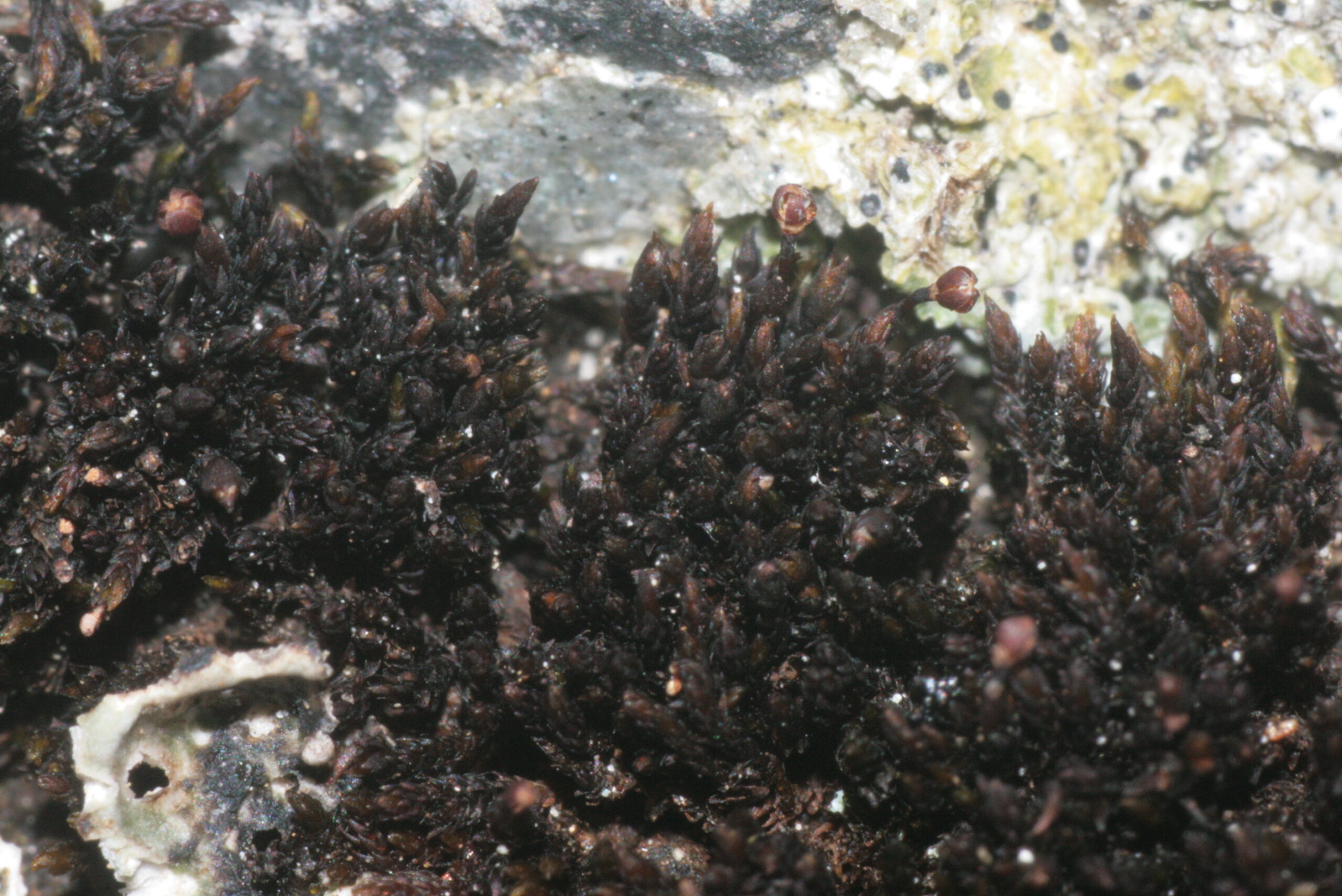 štěrbovka skalní (Andreaea rupestris)