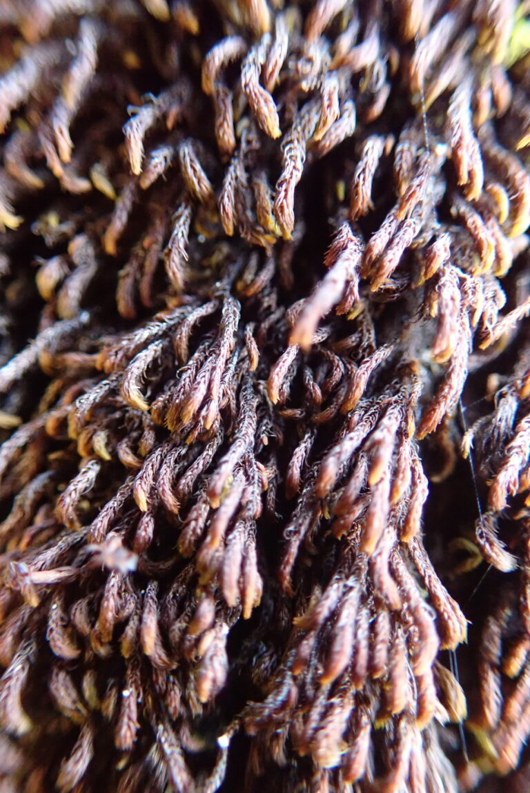 štěrbovka sněžná (Andreaea nivalis)