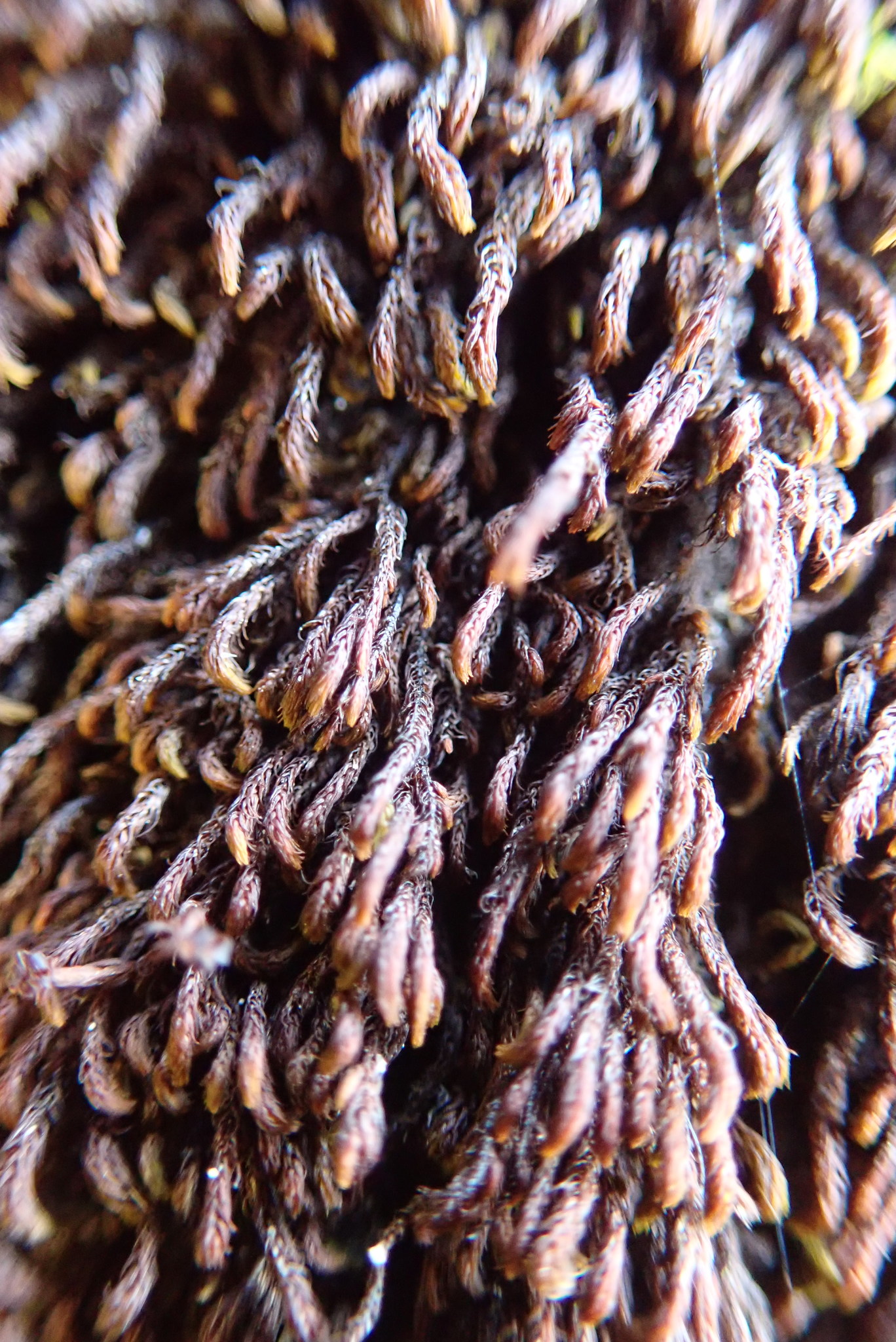 štěrbovka sněžná (Andreaea nivalis)
