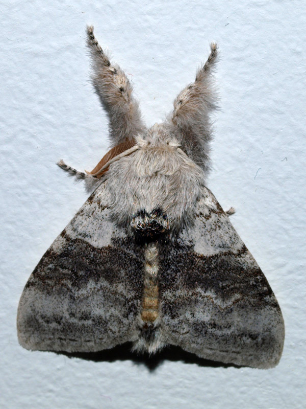 štětconoš ořechový (Calliteara pudibunda)