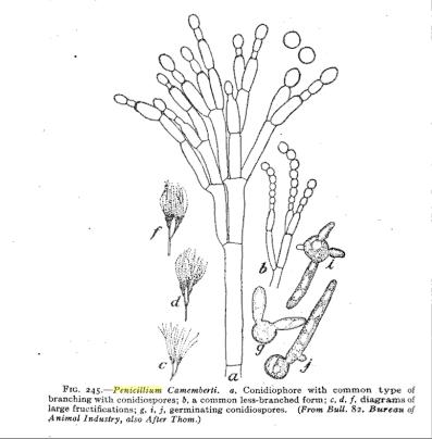 štětičkovec camembertský (Penicillium camemberti)