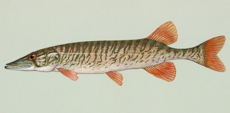 štika americká (Esox americanus)