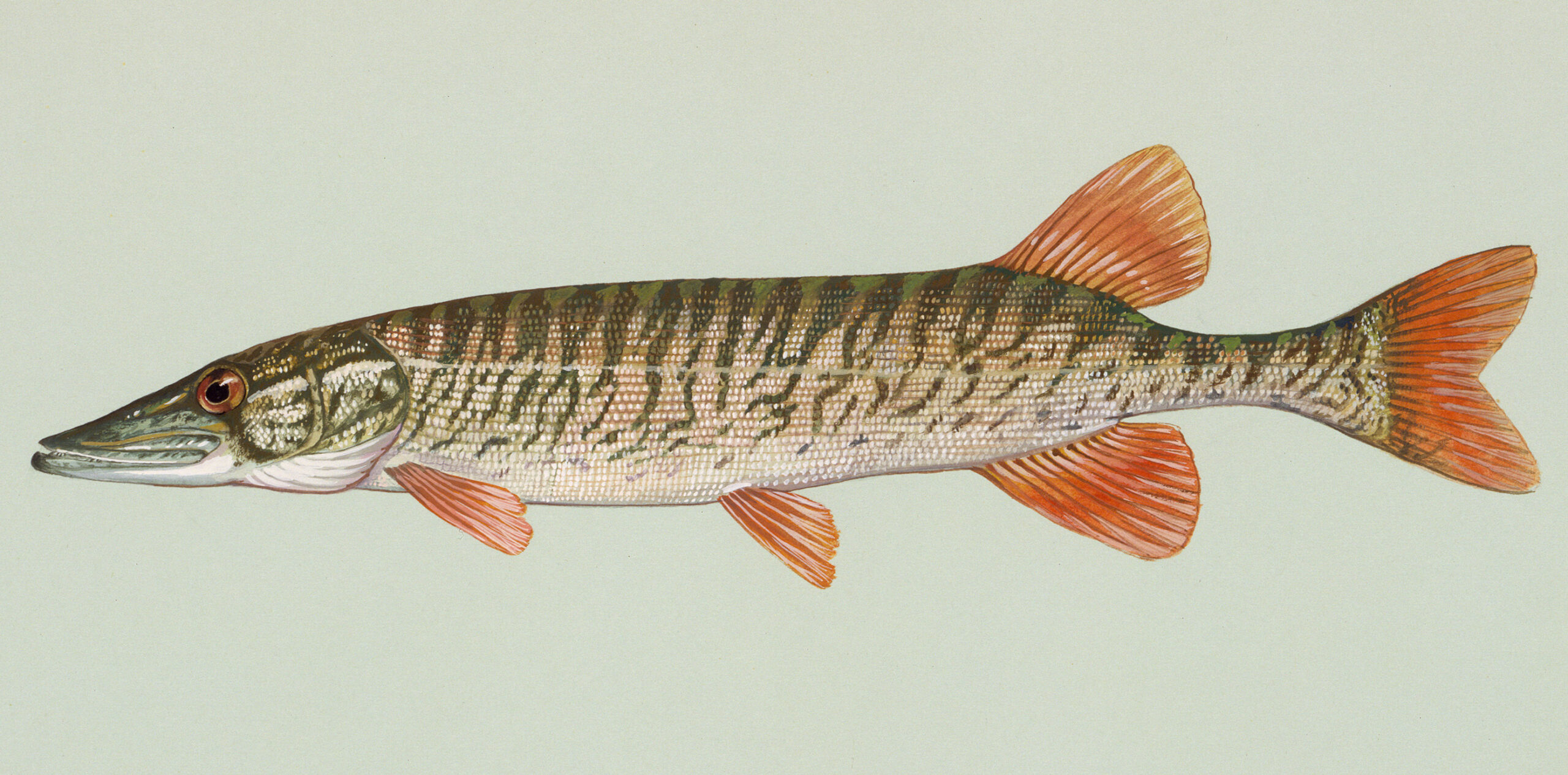 štika americká (Esox americanus)
