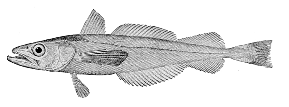 štikozubec tichooceánský (Merluccius productus)