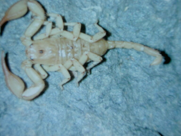 štír baleárský (Euscorpius balearicus)