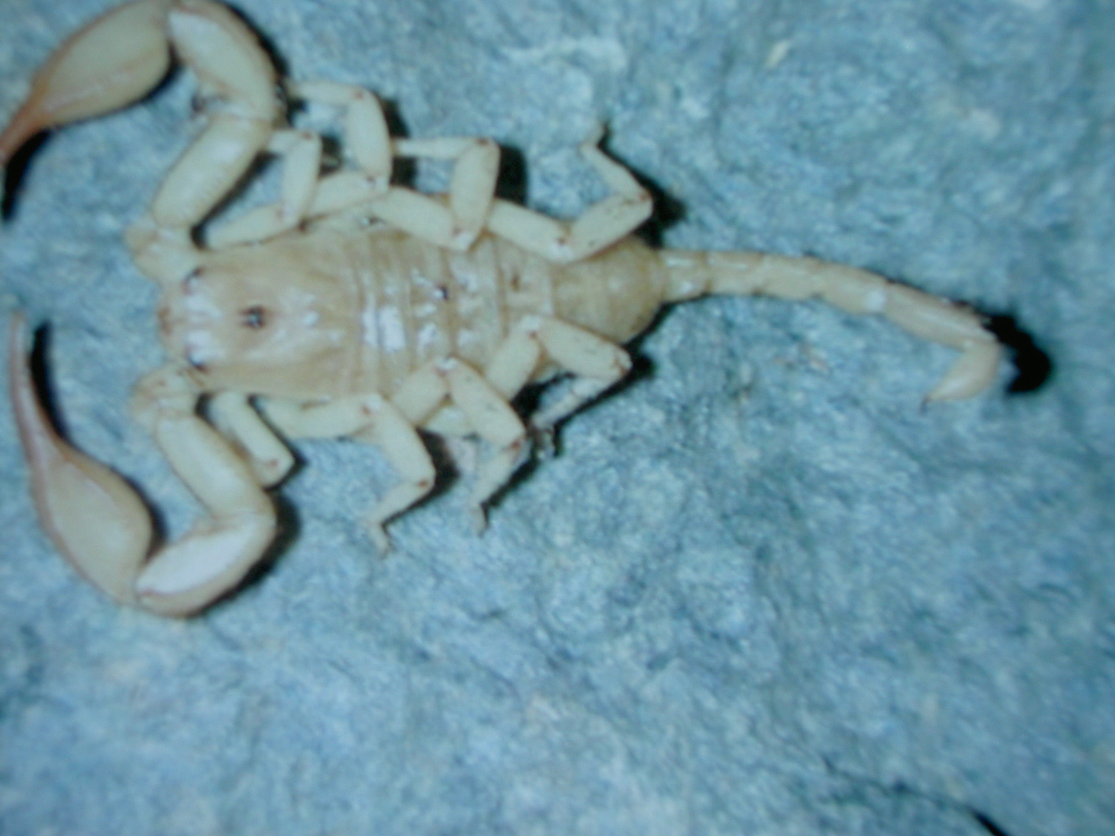 štír baleárský (Euscorpius balearicus)