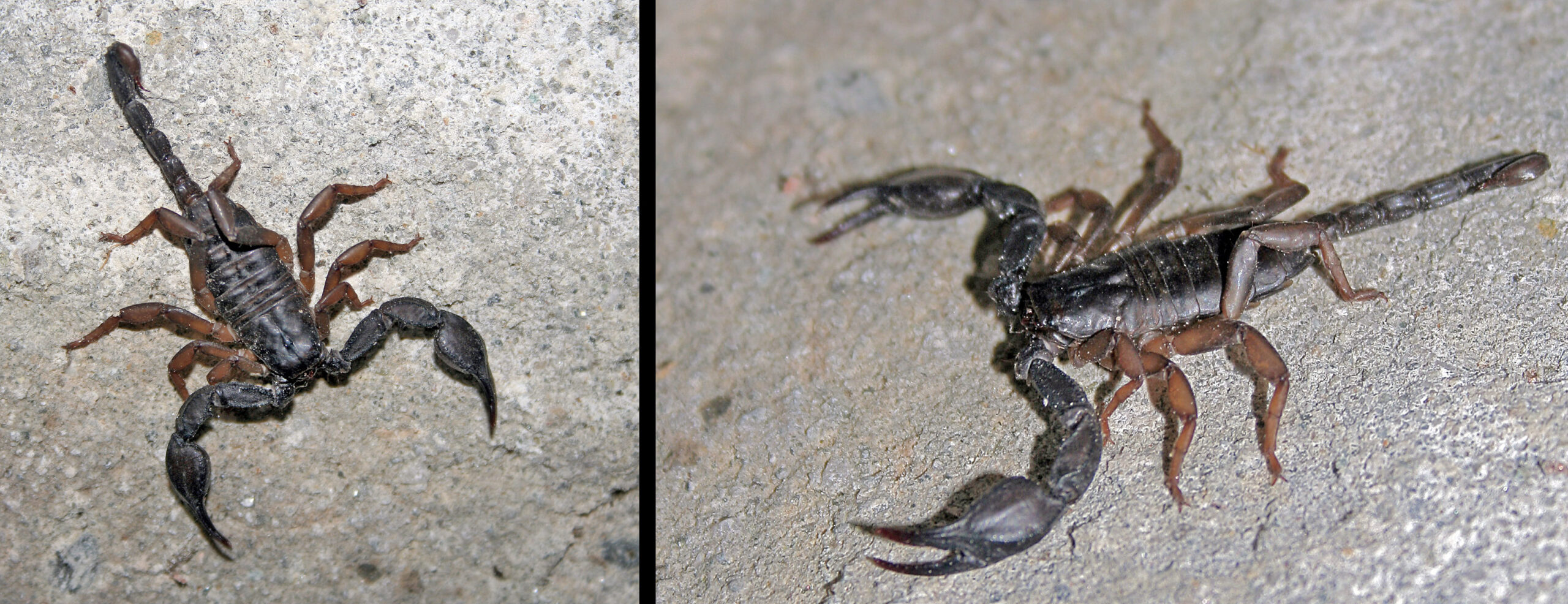 štír dolomitský (Euscorpius alpha)