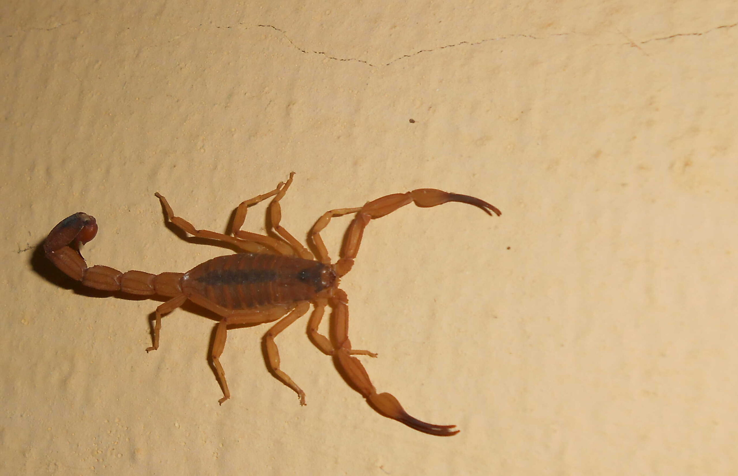 štír jedovatý (Tityus stigmurus)