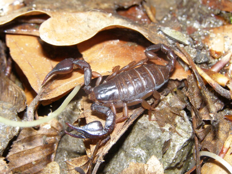 štír karpatský (Euscorpius carpathicus)