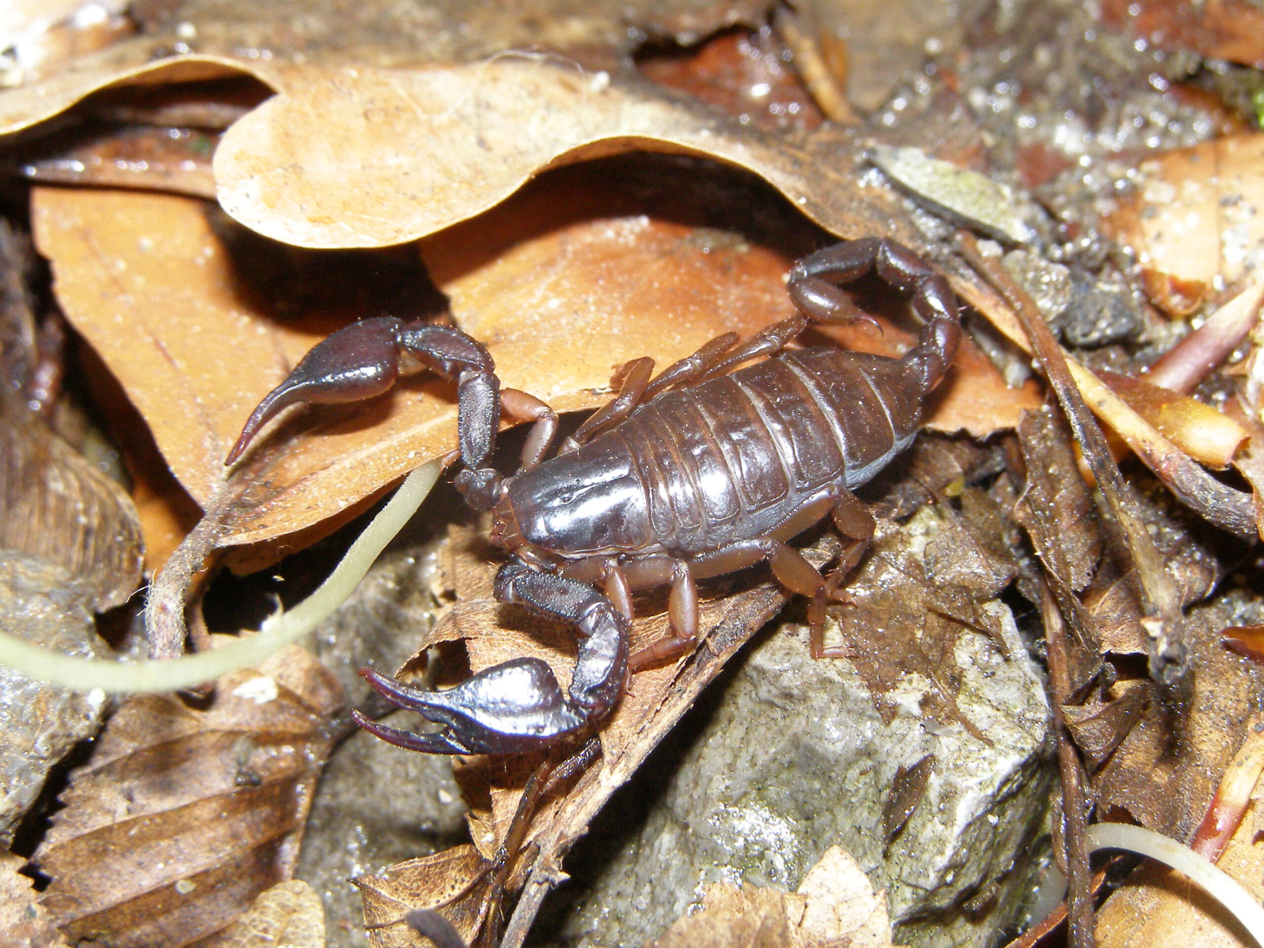štír karpatský (Euscorpius carpathicus)