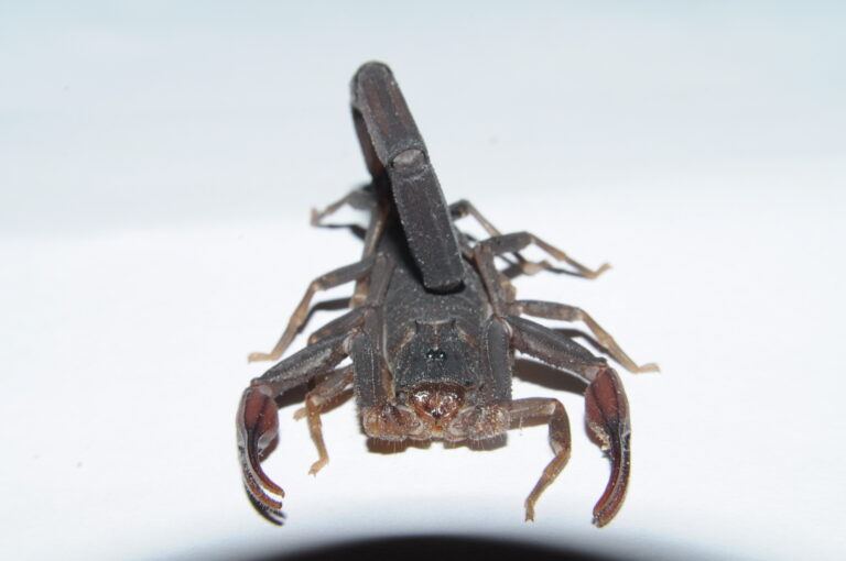 štír kubánský (Centruroides gracilis)