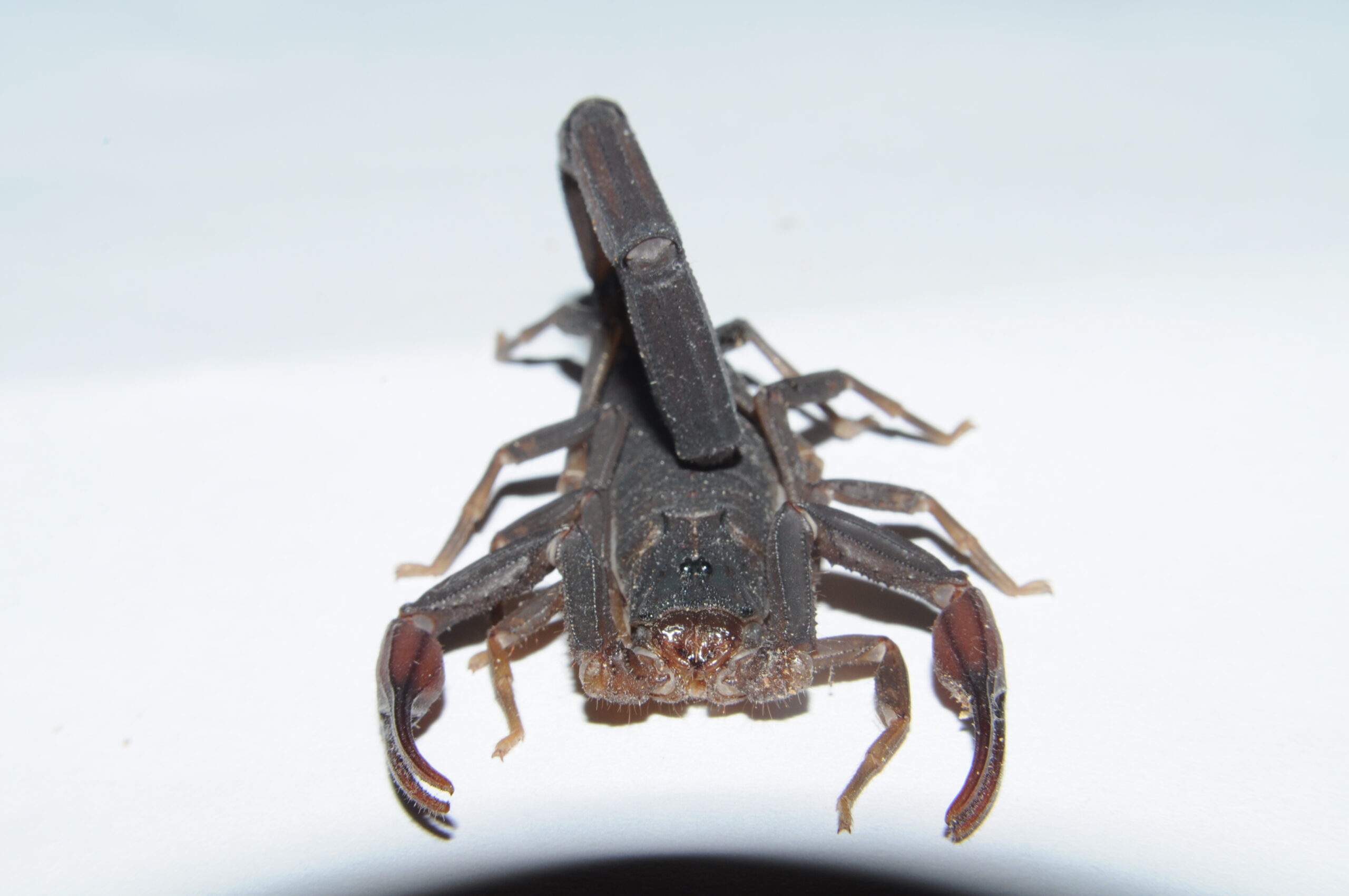 štír kubánský (Centruroides gracilis)