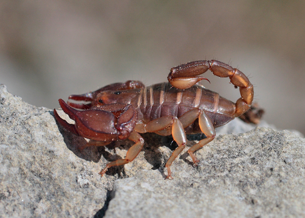 štír kýlnatý (Euscorpius tergestinus)