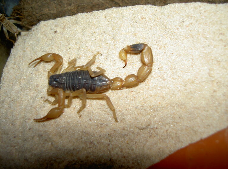 štír Martensův (Mesobuthus martensii)