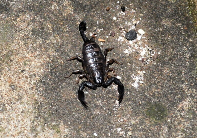 štír německý (Euscorpius germanus)
