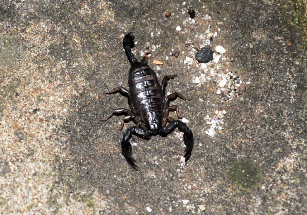štír německý (Euscorpius germanus)