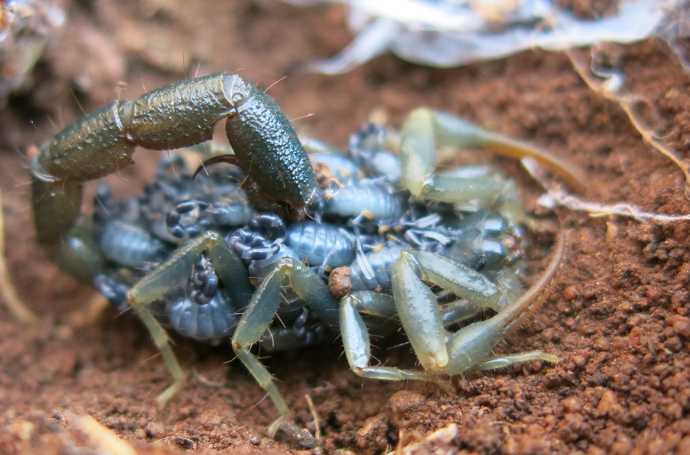 štír olivový (Uroplectes olivaceus)