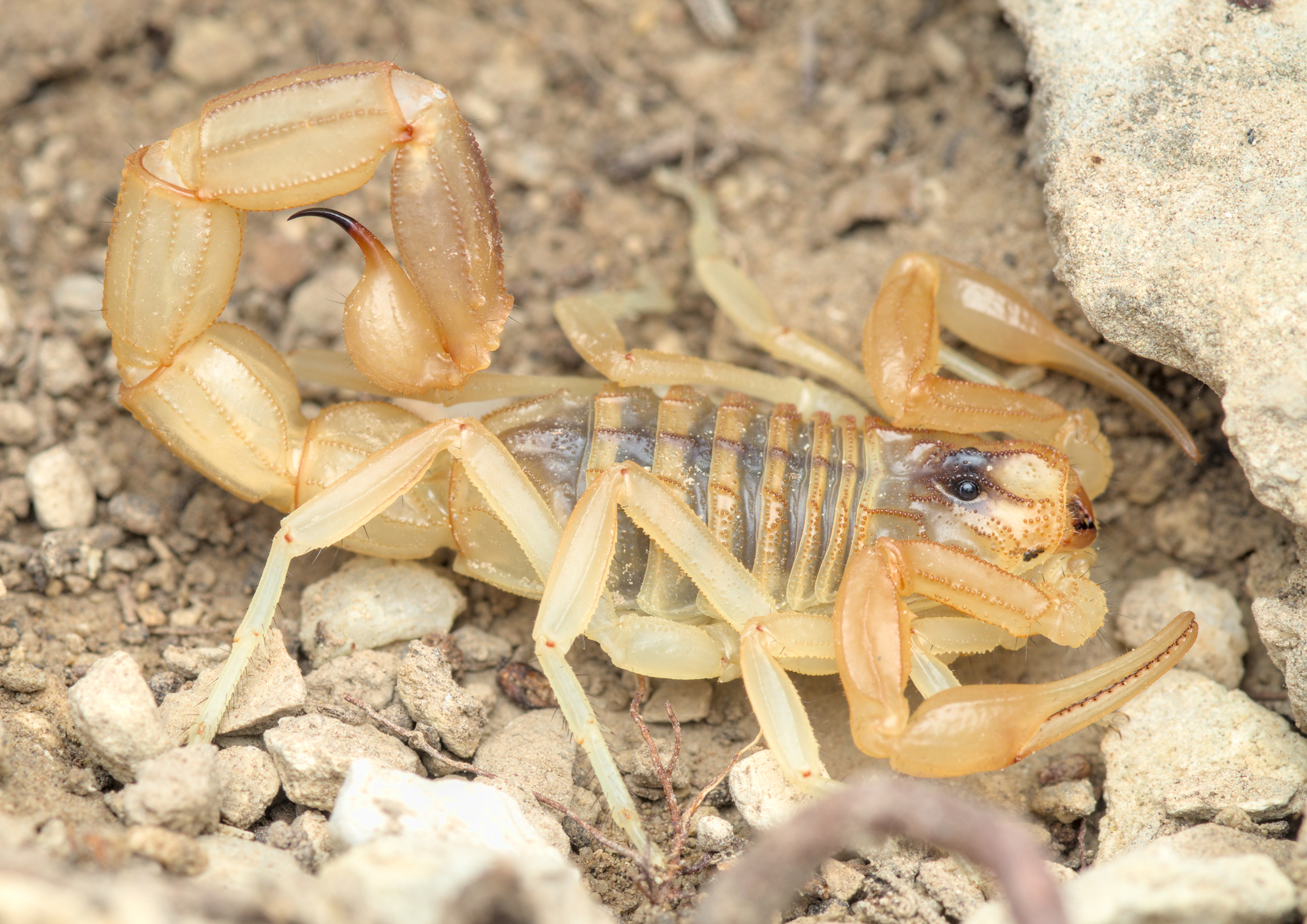 štír středomořský (Buthus occitanus)