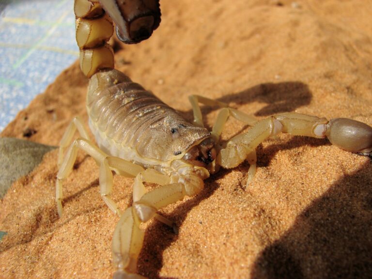 štír tlustorepý (Androctonus australis)
