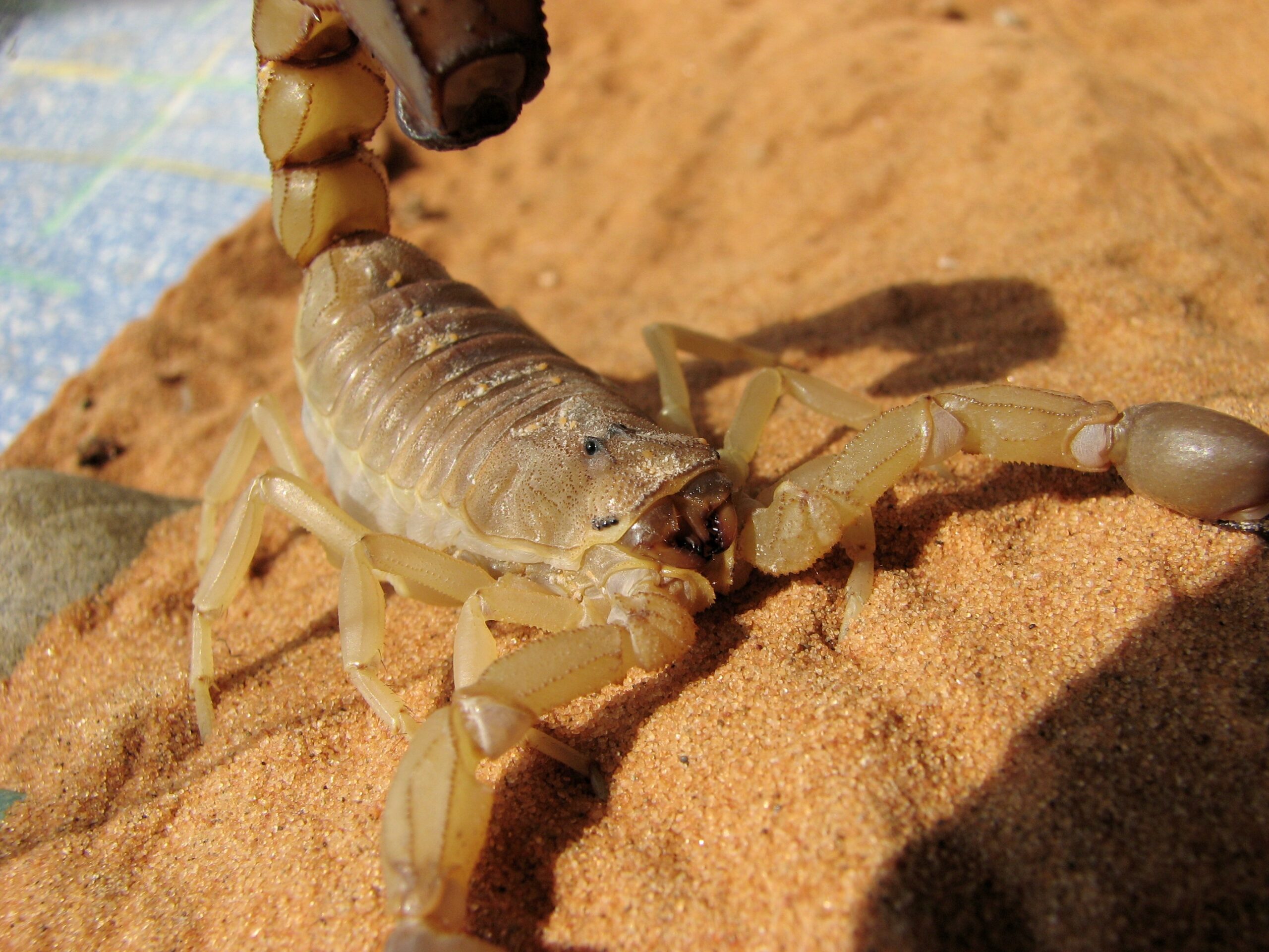 štír tlustorepý (Androctonus australis)