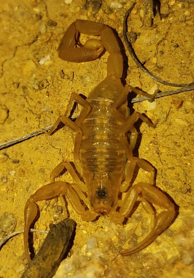 štír zlatý (Centruroides exilicauda)
