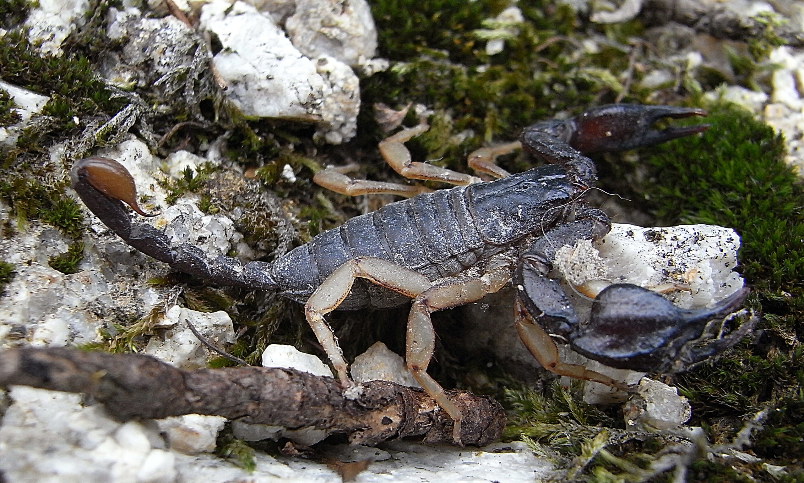 štír žlutoocasý (Euscorpius flavicaudis)
