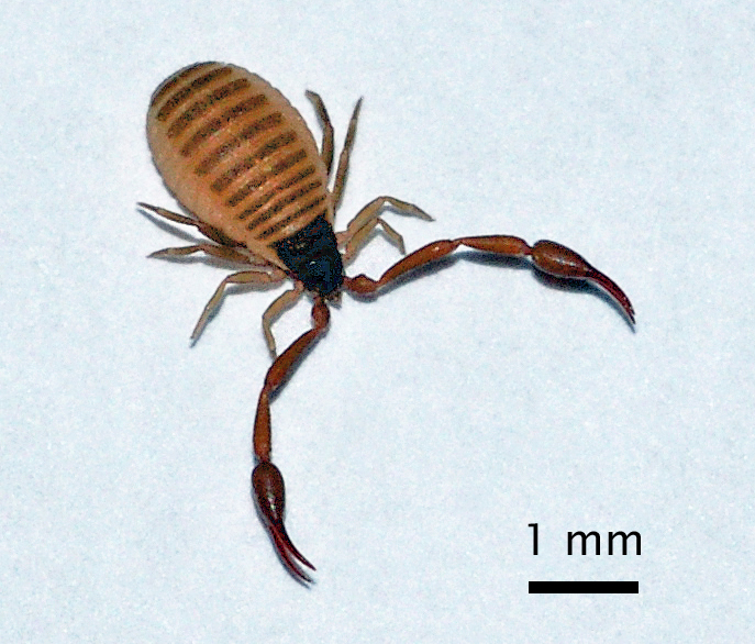 štírek domácí (Chelifer cancroides)