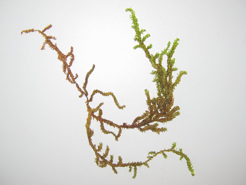 štírovec dutolistý (Scorpidium scorpioides)