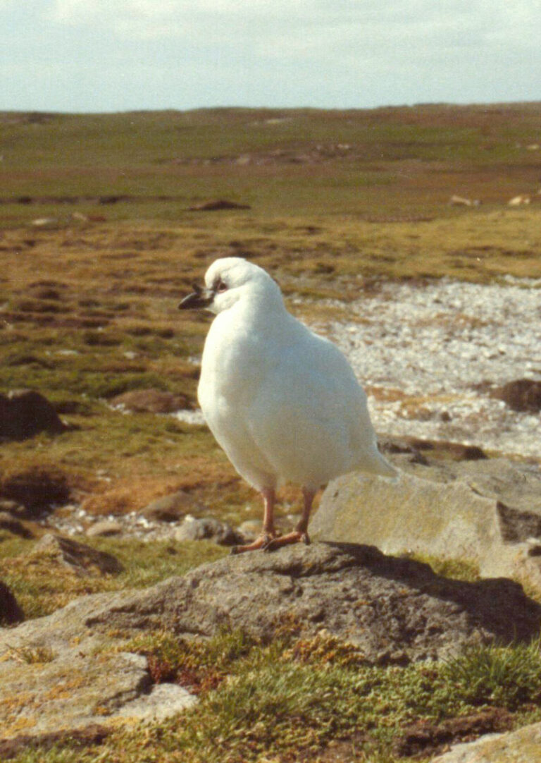 štítonos černozobý (Chionis minor)