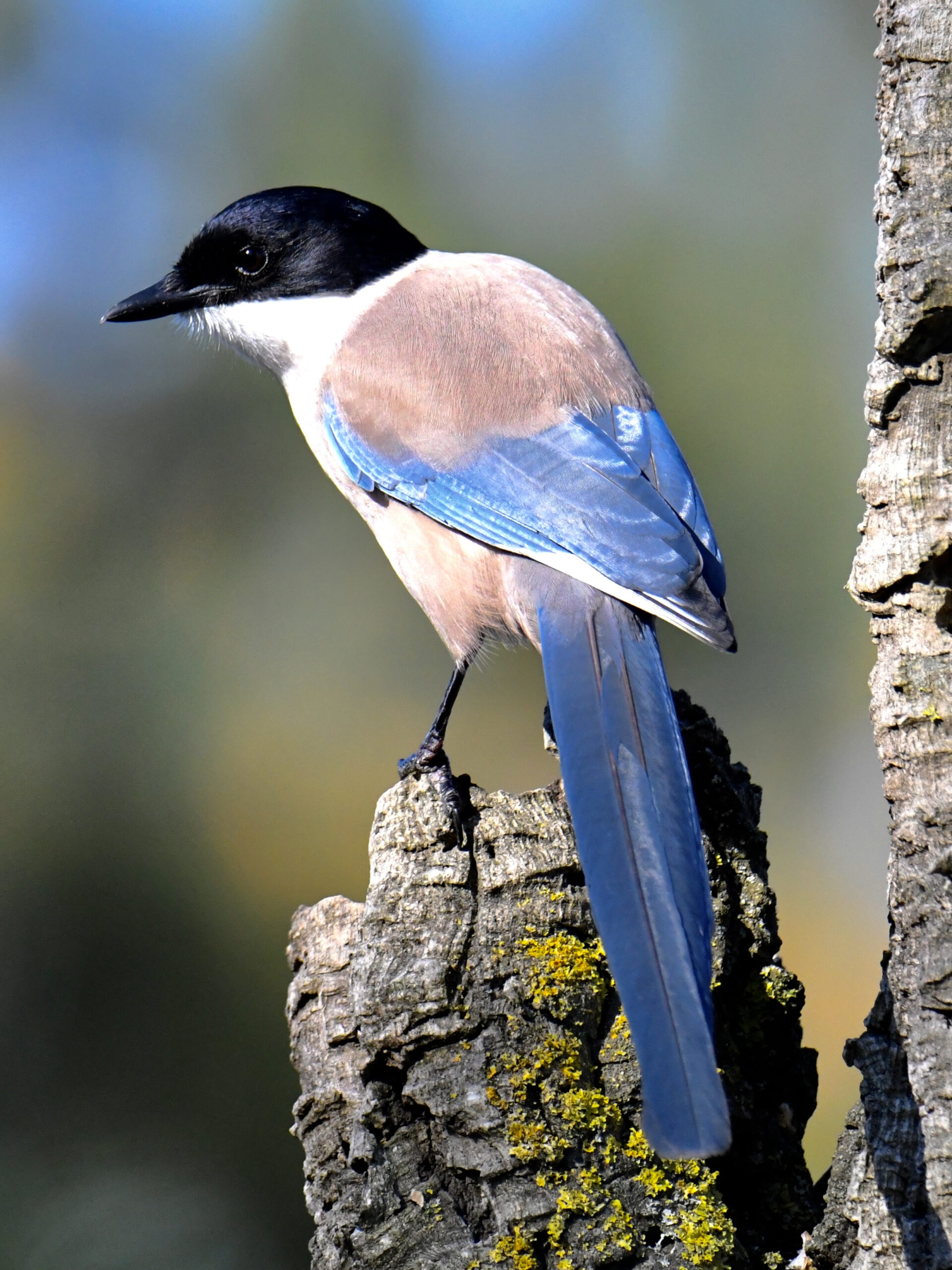 straka iberská (Cyanopica cooki)
