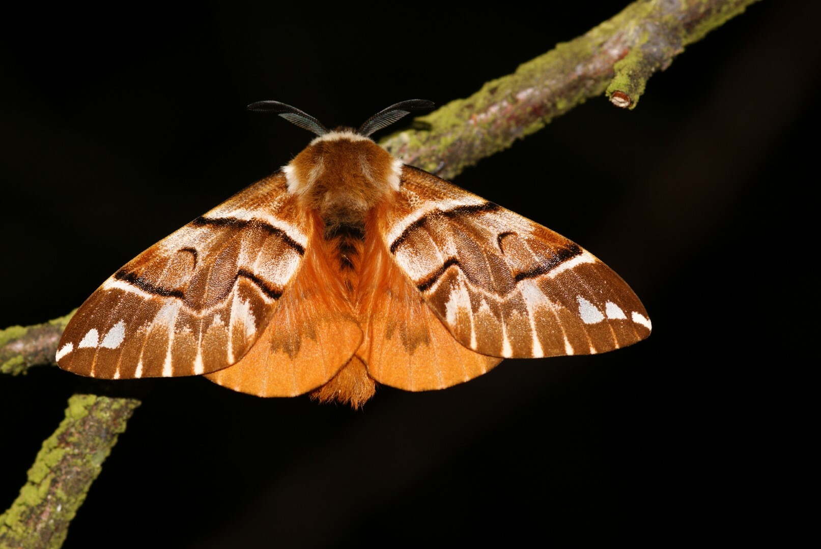 strakáč březový (Endromis versicolora)