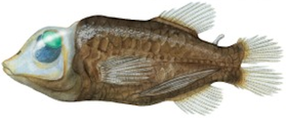 strašík maloústý (Macropinna microstoma)