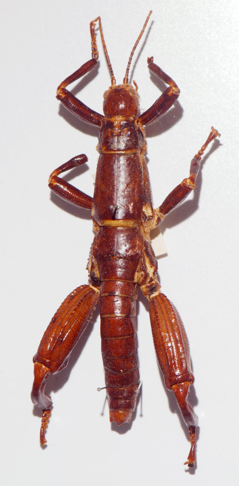 Strašilka humří (Dryococelus australis)