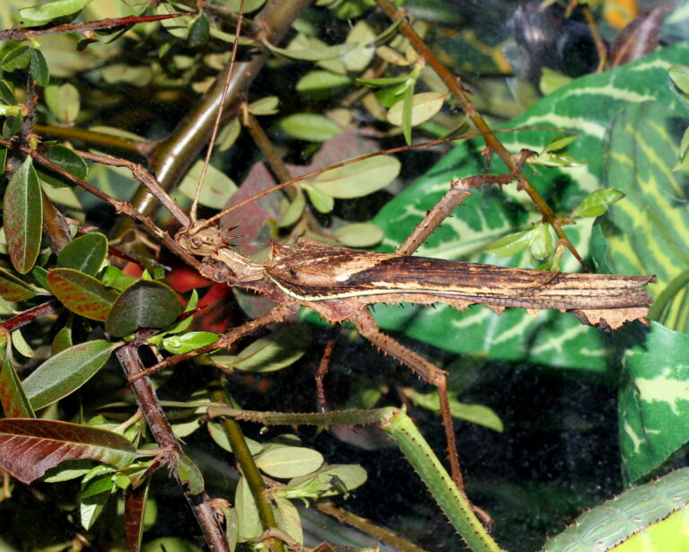 strašilka obrovská (Heteropteryx dilatata)
