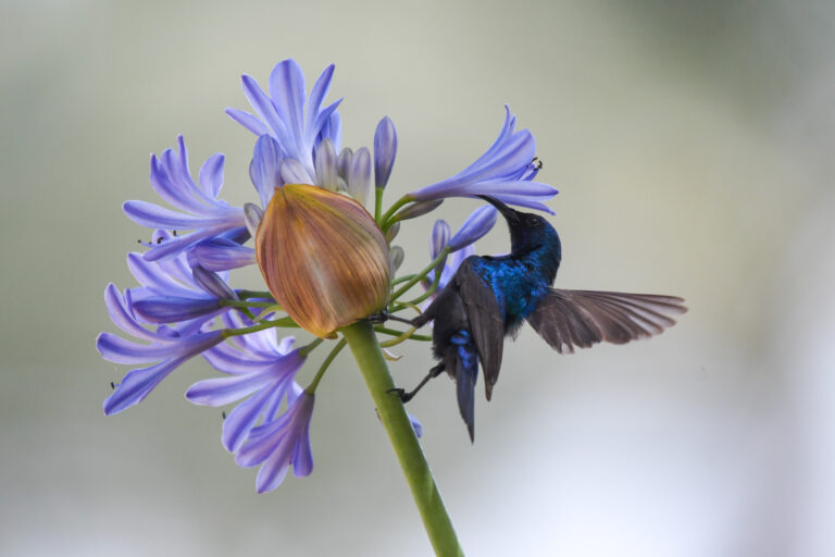 strdimil palestinský (Cinnyris osea)
