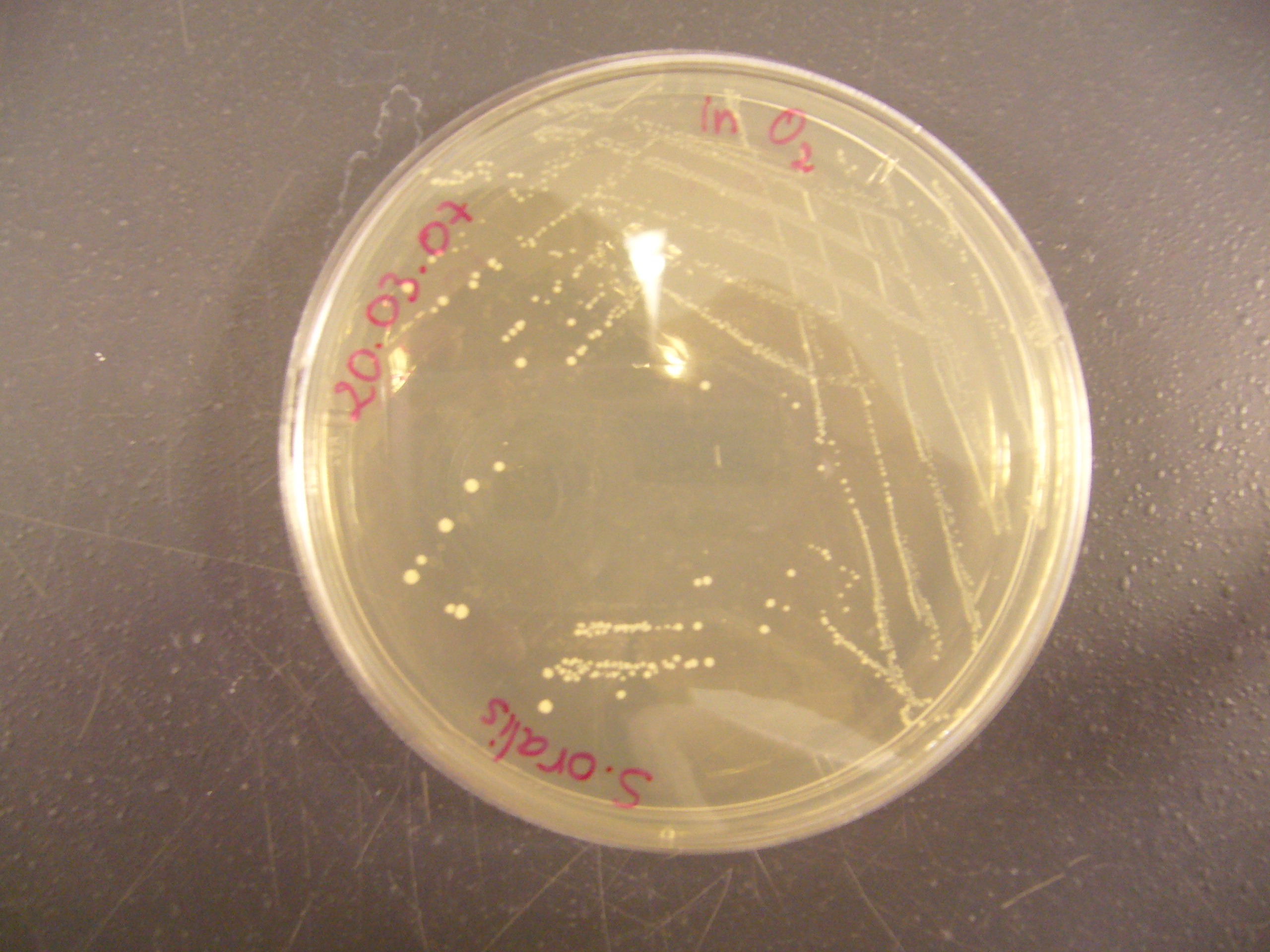 Streptococcus oralis