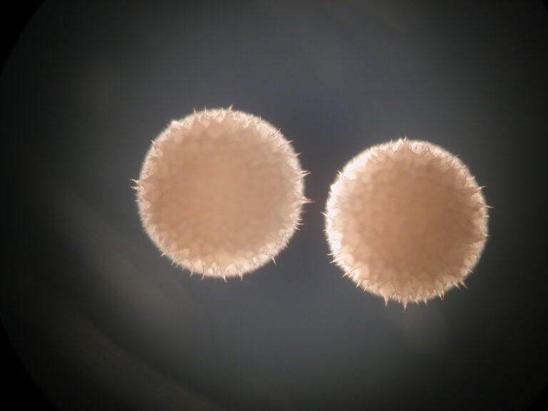 Streptomyces hygroscopicus