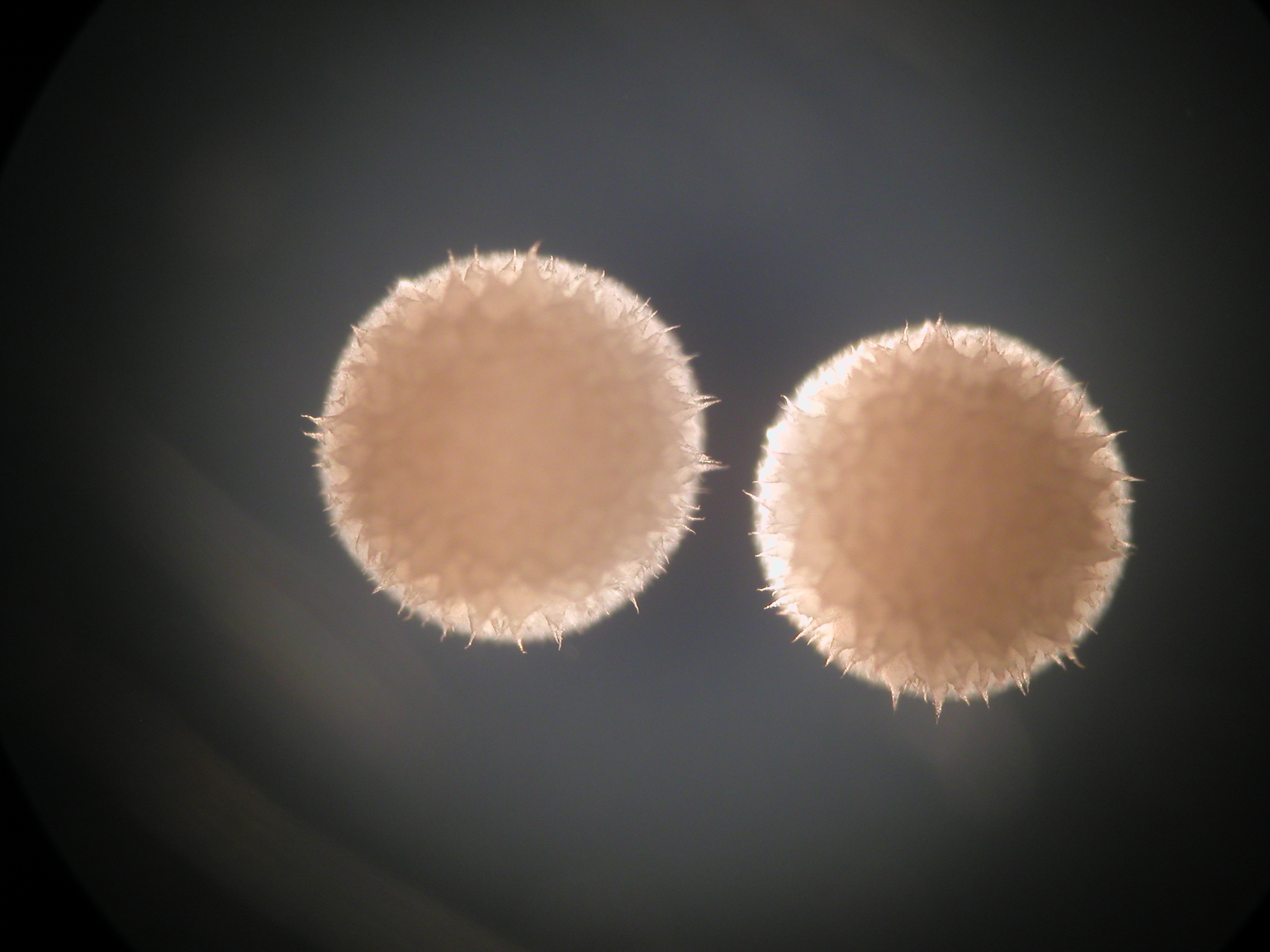 Streptomyces hygroscopicus