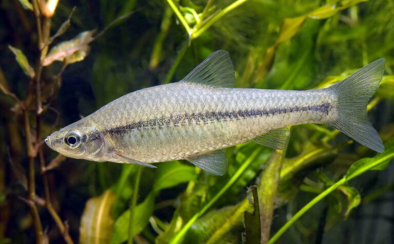 střevlička východní (Pseudorasbora parva)
