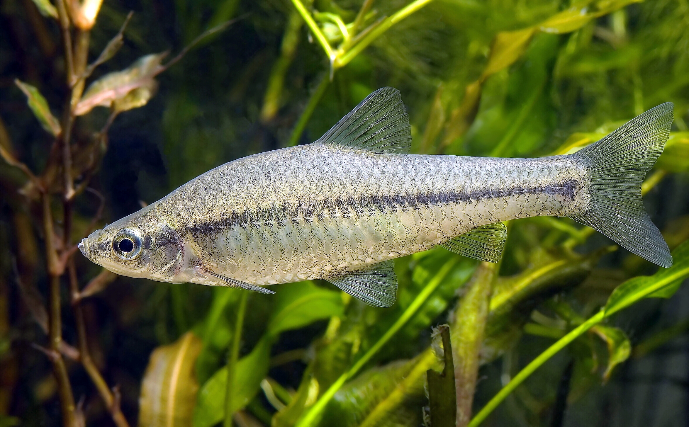 střevlička východní (Pseudorasbora parva)